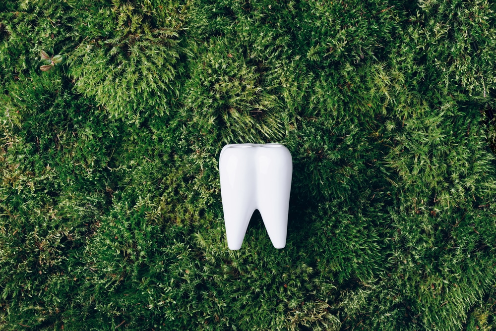 Toothbrush stand shaped primary tooth on green moss background. Top view. Copy space Signboard for stomatology, dentist office or denal care clinic. Oral hygiene.